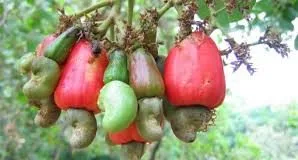 REGSEC ASKED TO COLLABORATE WITH CHIEFS FOR CASHEW PRODUCTION- Mr. Yaw Appiah Debie