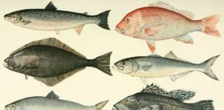 FISHERIES AND AGRIBUSINESS PROSPECTS GOOD FOR SENEGAL