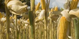 HALF OF FOOD CROPS LOST TO POST- HARVEST, PFAG