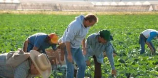 FARMERS RECEIVE JUST 11 CENTS FOR EVERY THANKSGIVING FOOD DOLLAR SPENT