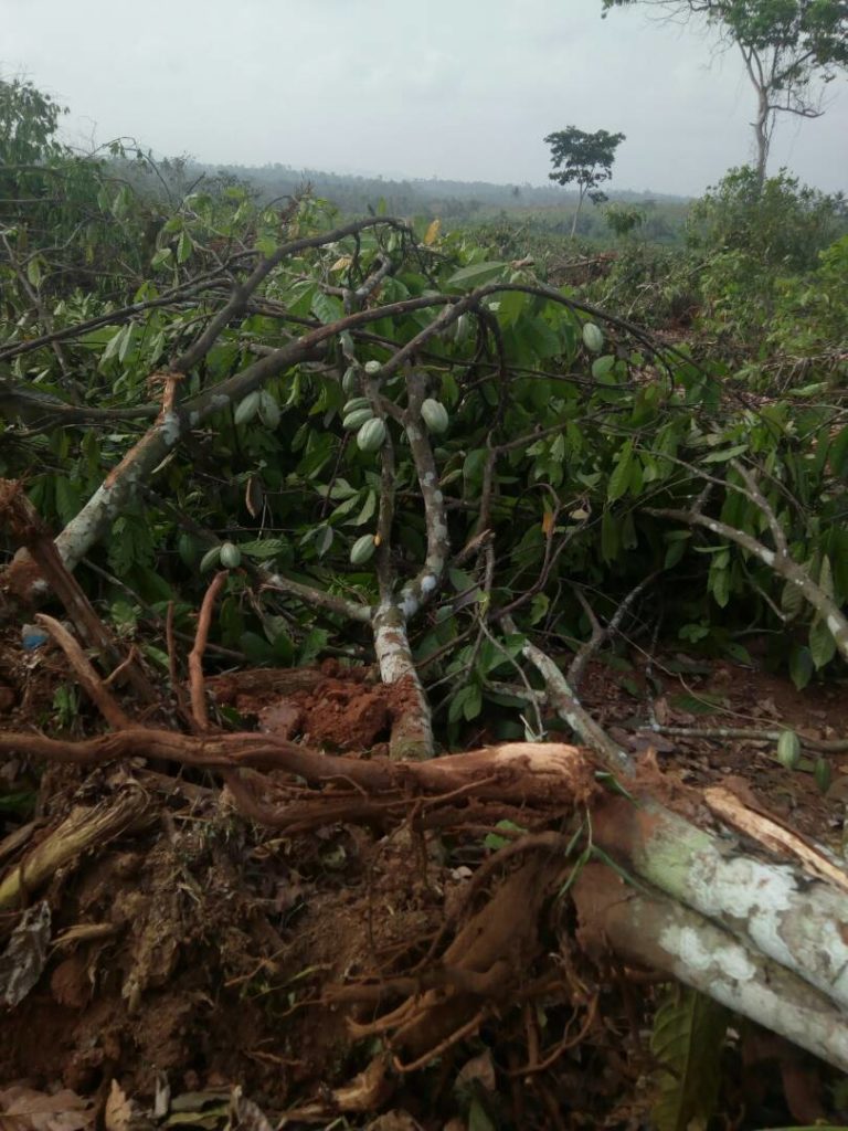 Three thousand acres of cocoa plantation destroyed by Ghana Rubber