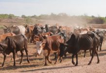 Cattle prices hit GH₵ 25000 at Techiman ahead of Eid-Al-Fitr festivities