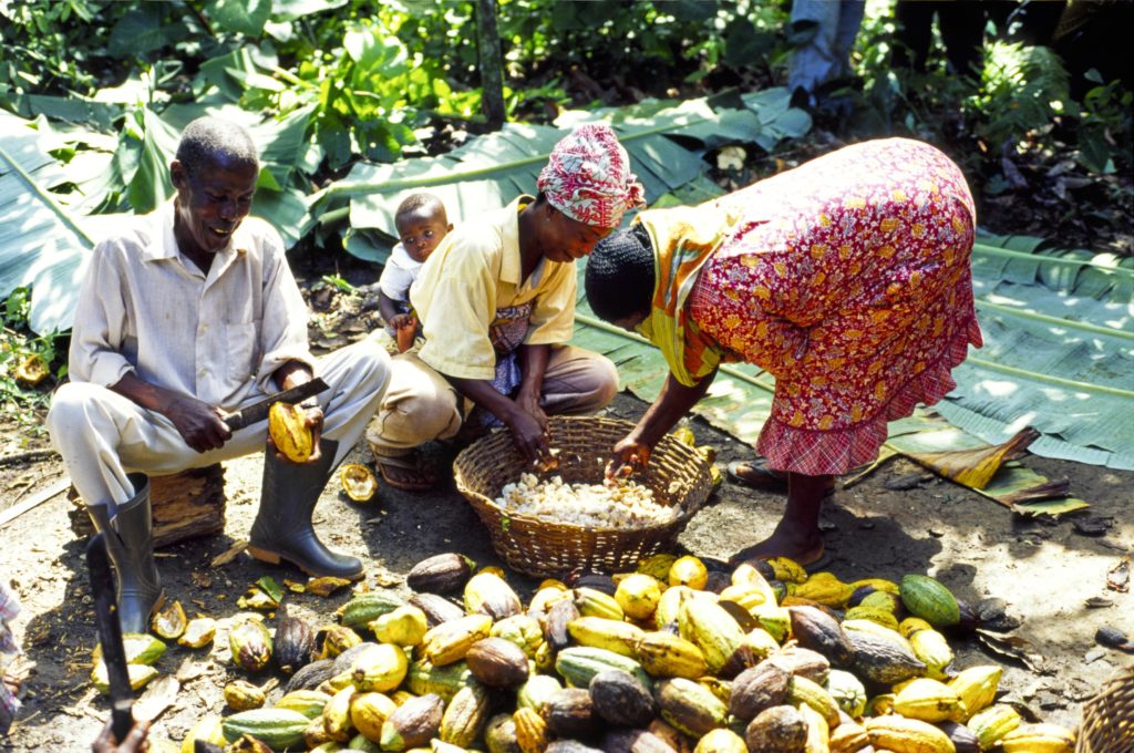 The biggest cocoa harvest in a decade spurs record debt sales. | AgricToday