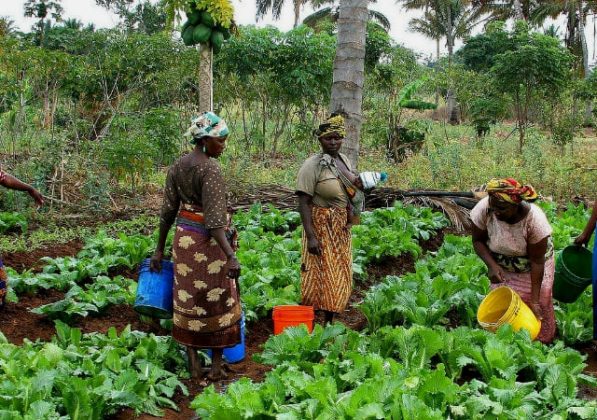 Let’s Go Farming: Pest Control for Organic Vegetable Gardens. - AgricToday