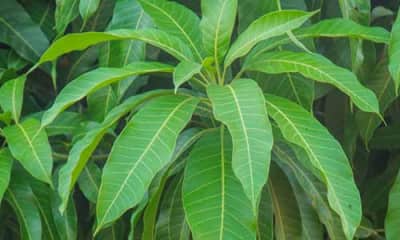 mango leaves benefits medicinal lifestyle should amazing know tweet
