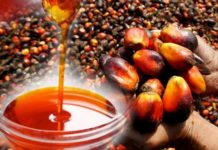 DBG to transform oil the palm sector