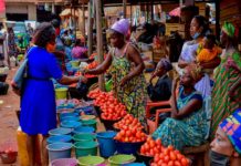 The tomato import ban by Burkina Faso is a blessing in disguise – PFAG