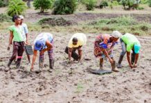 Ten ways for African countries to cope using less fertiliser