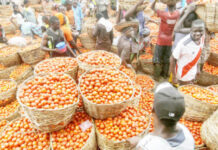 Government to interrogate Burkina Faso tomato export ban further – Dumelo