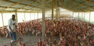 Reviving Ghana’s poultry industry: Call to action