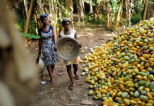 Ghana’s cocoa farmers optimistic about bumper harvest in 2025/2026 season