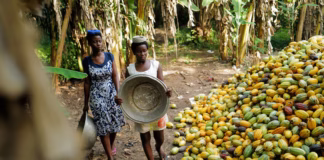 Ghana’s cocoa farmers optimistic about bumper harvest in 2025/2026 season