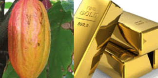 Sustaining the cedi gains: how cocoa and gold remain Ghana’s best bet