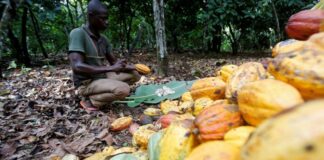 Cocoa farmers renew push for 70% share of global cocoa price