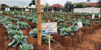 The East-West Seed Knowledge Transfer Foundation (EWS-KT) Centre in Duayaw Nkwanta is key to empower Smallholder farmers