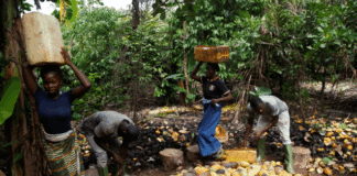 Cocoa producer price increased to $5,040 per tonne effective on 7th August