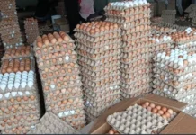 Poultry farmers in Bono Region seek govt support amid falling price of egg due to over production