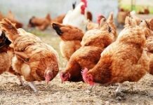 Gov’t urged to subsidise poultry feed to meet annual national production demand
