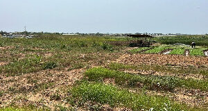 WFP, SWIDA-Ghana partnership leads to reclaim of degraded lands at Nyansabga