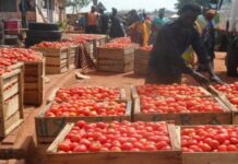 Tomato prices remain high in Accra despite bumper harvest