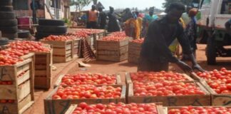 Tomato prices remain high in Accra despite bumper harvest