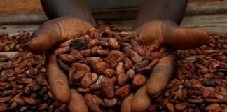 Ecuador set to become world’s No. 2 cocoa grower, industry head says