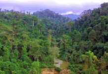 Ghana receives €2.4m from EU to support four forest restoration projects