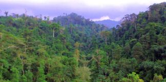 Ghana receives €2.4m from EU to support four forest restoration projects