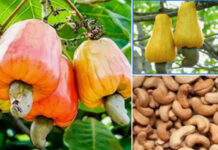 Cashew policies and regional trade opportunities: Ghana and West Africa at crossroads