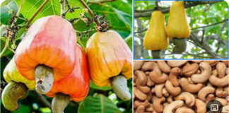 Cashew policies and regional trade opportunities: Ghana and West Africa at crossroads