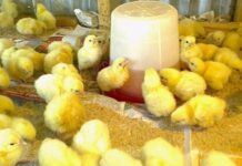 President Mahama to launch “Nkoko Nkitinkiti” programme on Wednesday in Kumasi