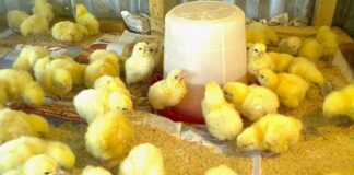 President Mahama to launch “Nkoko Nkitinkiti” programme on Wednesday in Kumasi