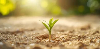 How to Grow Coconuts from Coconut Fruit – A Complete Beginner-to-Expert Guide