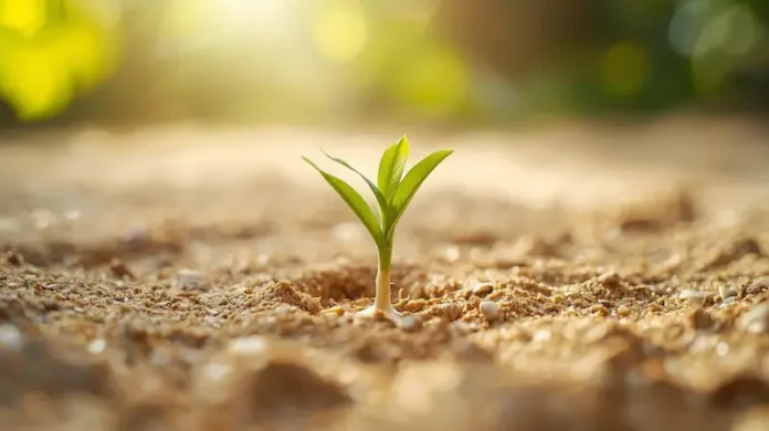 A-sprouting-coconut-planted-in-sandy-soil-with-a-young-coconut-palm-emerging-tropical-background-bright-sunlight-1536x860