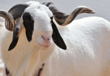 Court issues bench warrant for arrest of alleged sheep thief