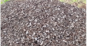 Cassava farmers in Oti Region struggle as dried cassava chips pile up, buyers scarce