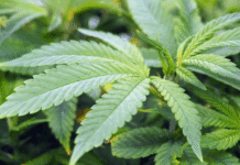 This year is the make-or-break year for Ghana’s cannabis industry – Chamber