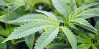 This year is the make-or-break year for Ghana’s cannabis industry – Chamber