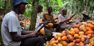 Cocoa farmers threaten ‘demo’ over unpaid COCOBOD arrears