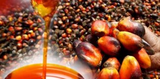TCDA targets $12b export boost as President commits $500m to expand oil palm sector