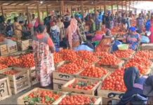 Nothing works from May to December – Tomato traders