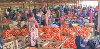 Nothing works from May to December – Tomato traders