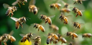 Final-year student killed by bees on school campus