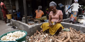 Climate change could pose a major risk to cassava in Africa: study sets out what can be done now