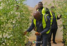 MAPHLIX FARMS to supply 3,000 tonnes of tomatoes to Ghanaian market