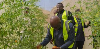 MAPHLIX FARMS to supply 3,000 tonnes of tomatoes to Ghanaian market