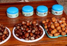 Government moves to cut export of raw shea nuts