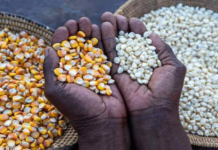 Gov’t registers 45 LBCs to purchase grains to tackle food glut