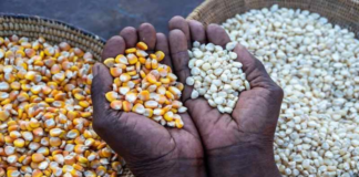 Gov’t registers 45 LBCs to purchase grains to tackle food glut