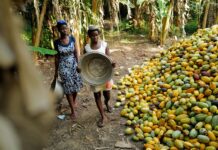 Inclement weather and farmland destruction to hit Ghana cocoa yields next season
